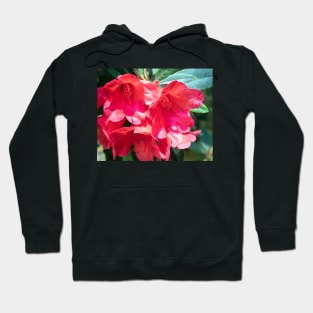 Red rhododendron flowers Hoodie